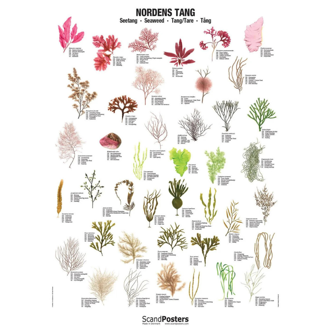Nordens Tang Plakat 70x100