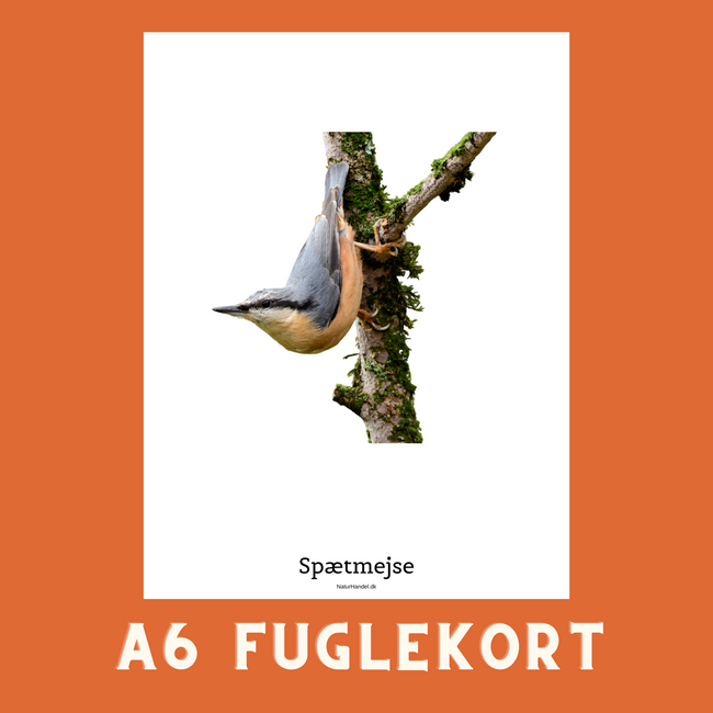 SPÆTMEJSE A6 FUGLEKORT - PR. STK.