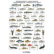 Ferskvandsfisk plakat 70x100