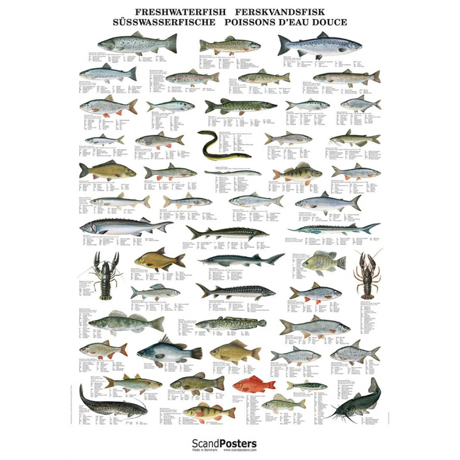 Ferskvandsfisk plakat 70x100