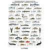 Ferskvandsfisk plakat 70x100