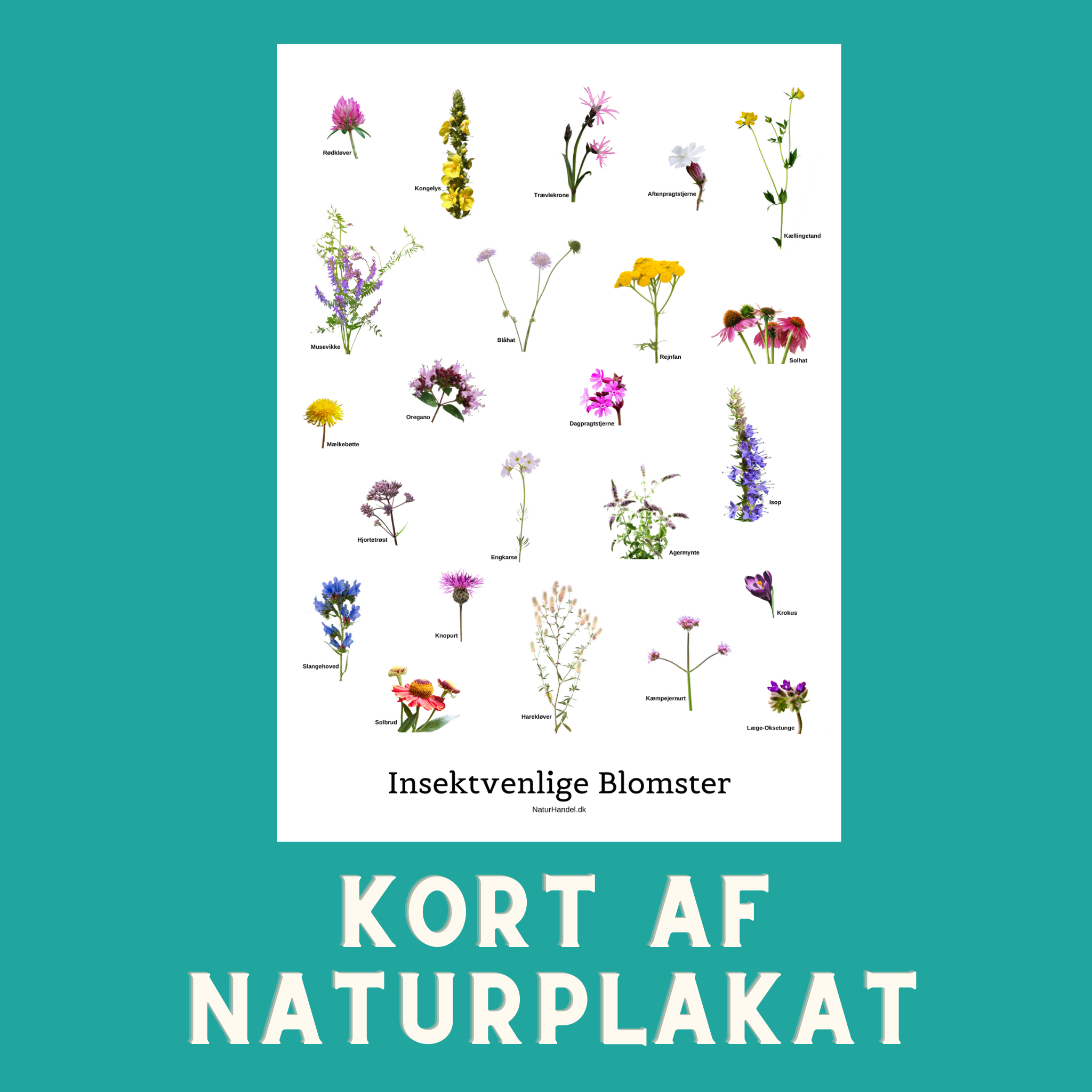 INSEKTVENLIGE BLOMSTER A6 KORT