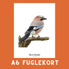 SKOVSKADE A6 FUGLEKORT - PR. STK.
