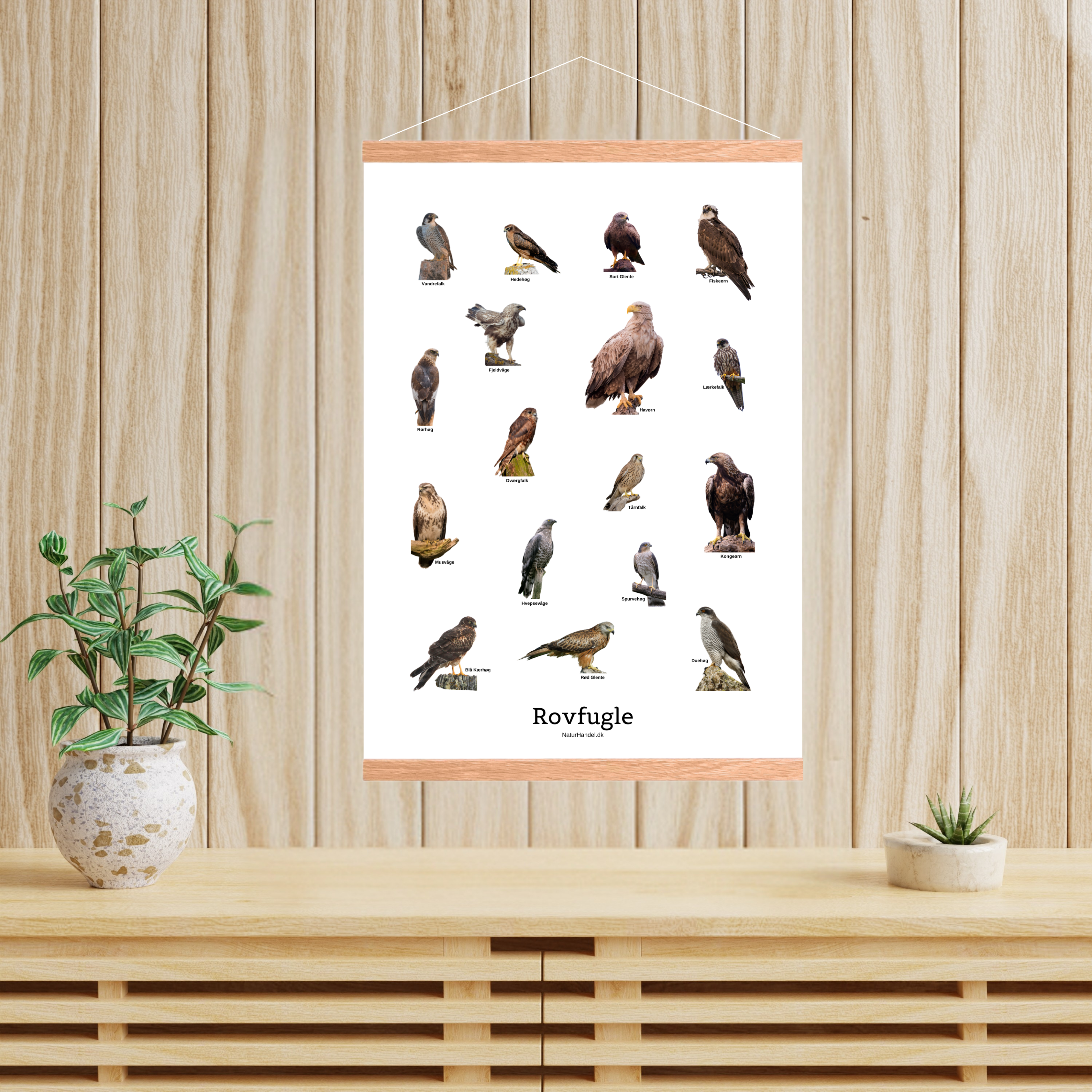 Siddende Rovfugle Plakat