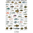 Saltvandsfisk plakat 70x100