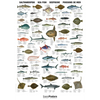 Saltvandsfisk plakat 70x100