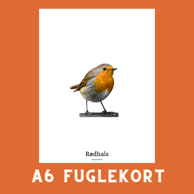 RØDHALS A6 FUGLEKORT - PR. STK.