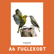 GRØNIRISK A6 FUGLEKORT - PR. STK.