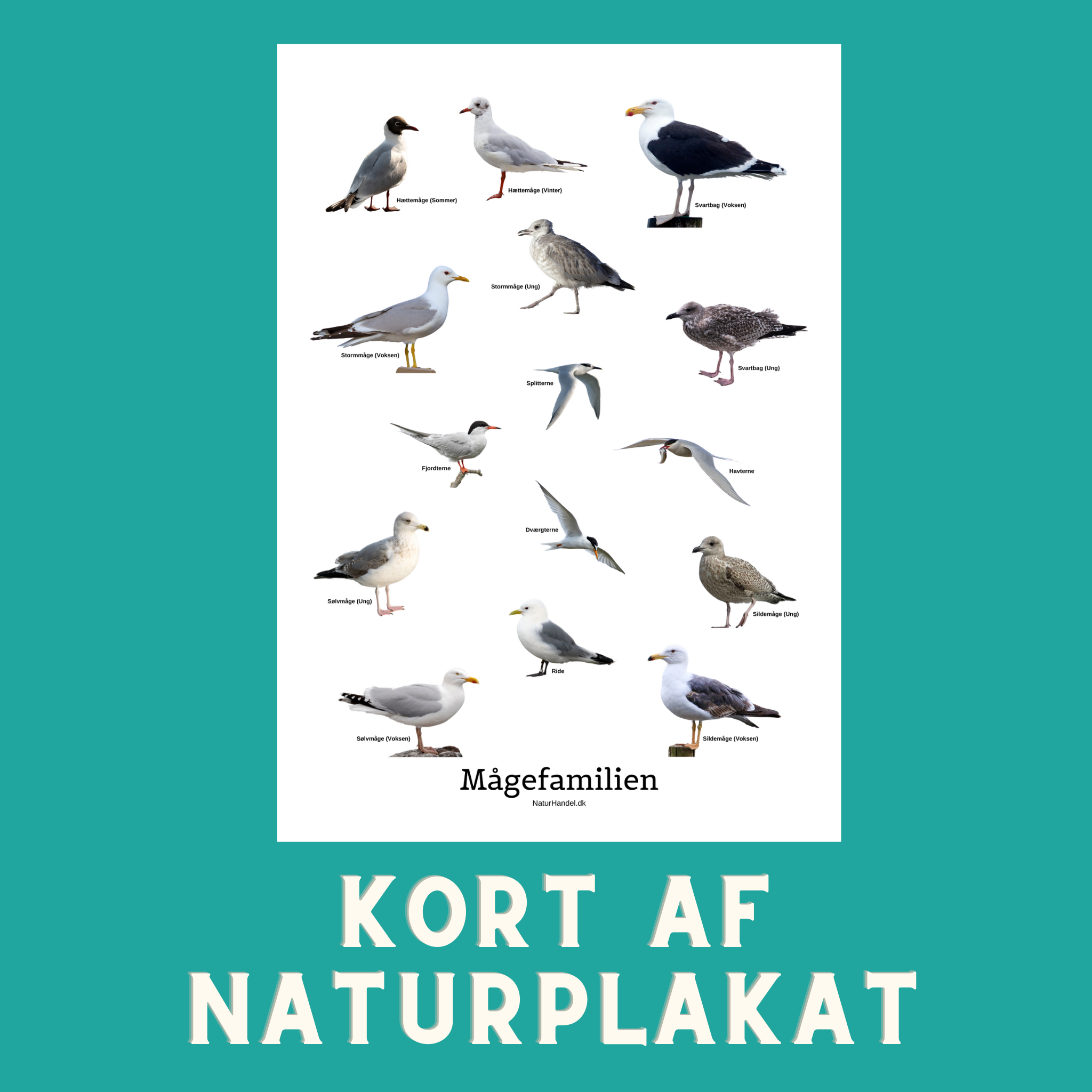 MÅGEFAMILIEN A6 KORT