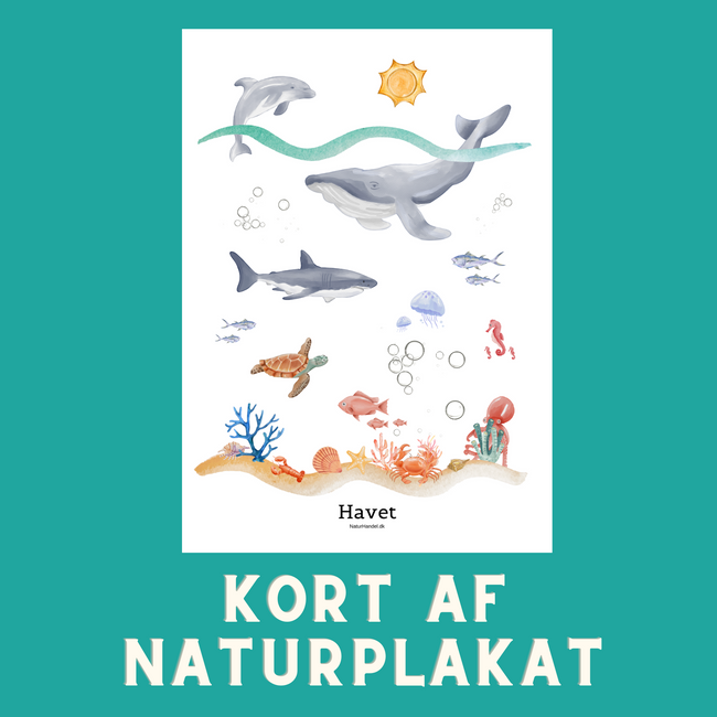 HAVET A6 KORT