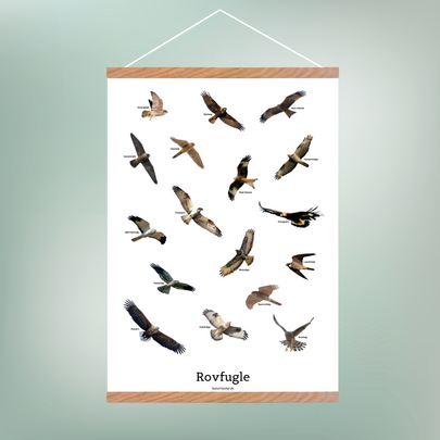 Flyvende Rovfugle Plakat