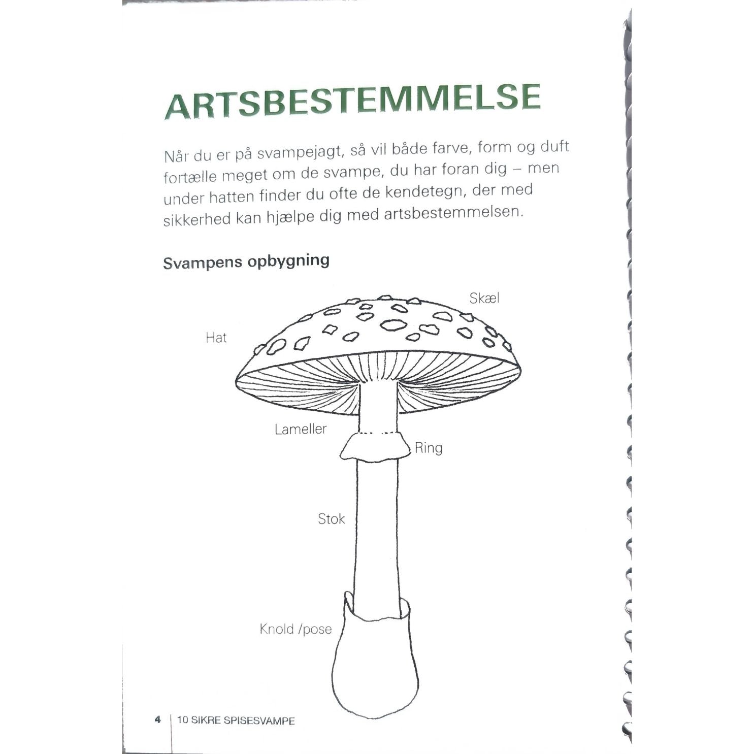 Lommeguide: 10 sikre spisesvampe