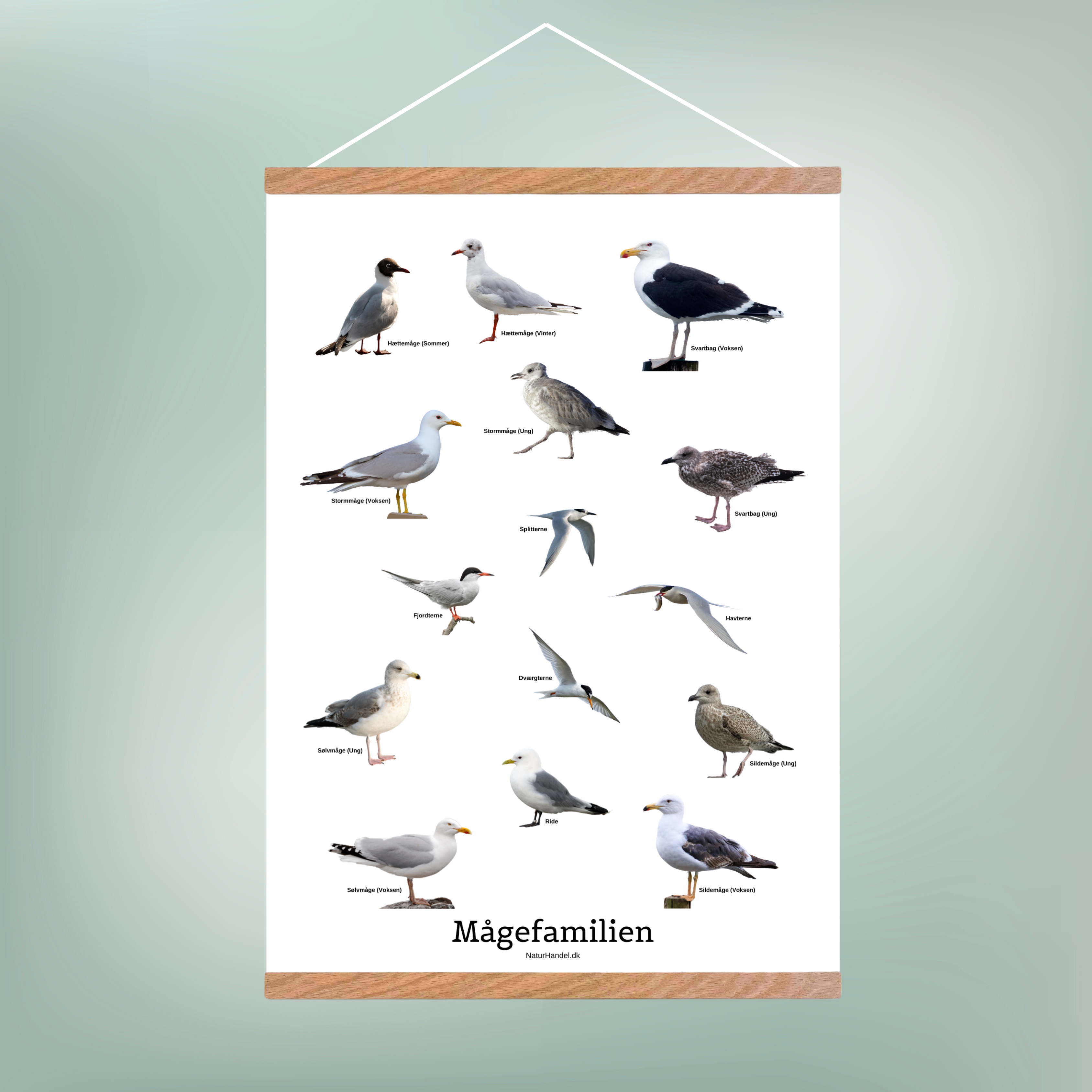Mågefamilien Plakat