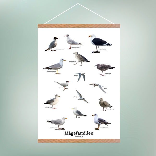 Mågefamilien Plakat
