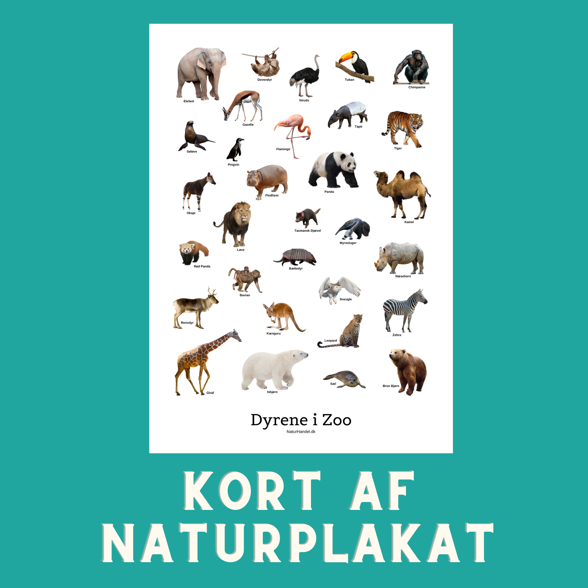 DYRENE I ZOO A6 KORT