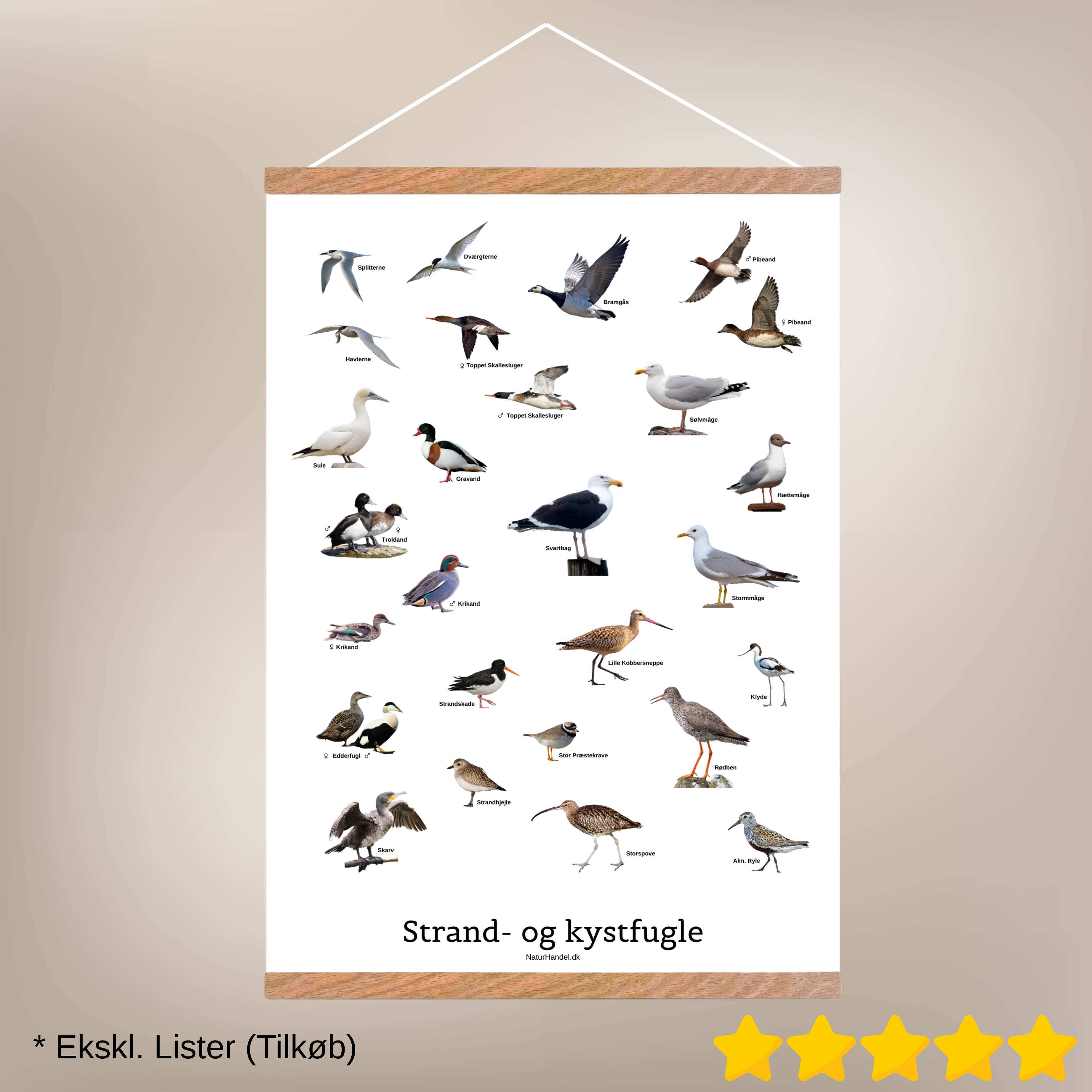 Strand- og Kystfugle Plakat