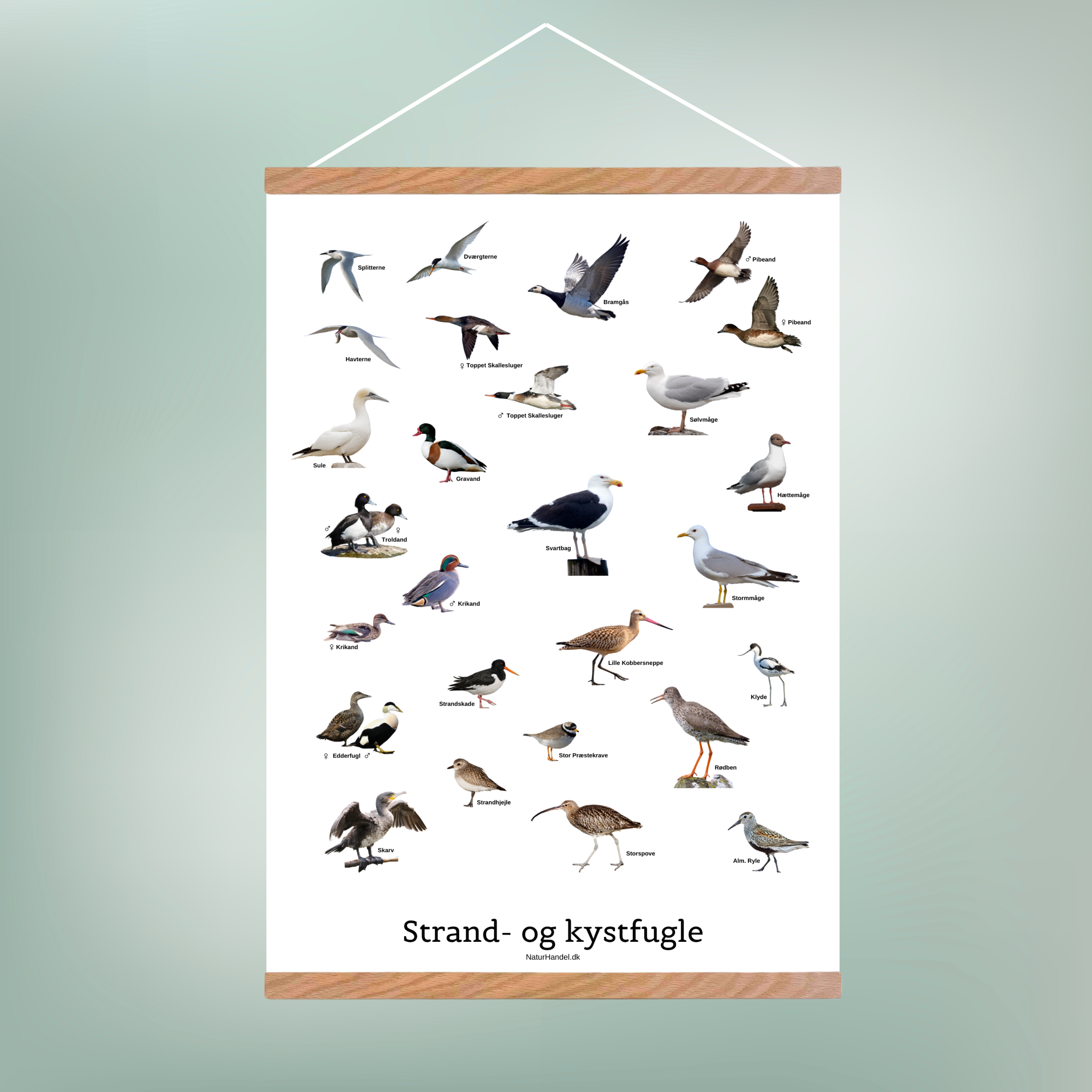 Strand- og Kystfugle Plakat