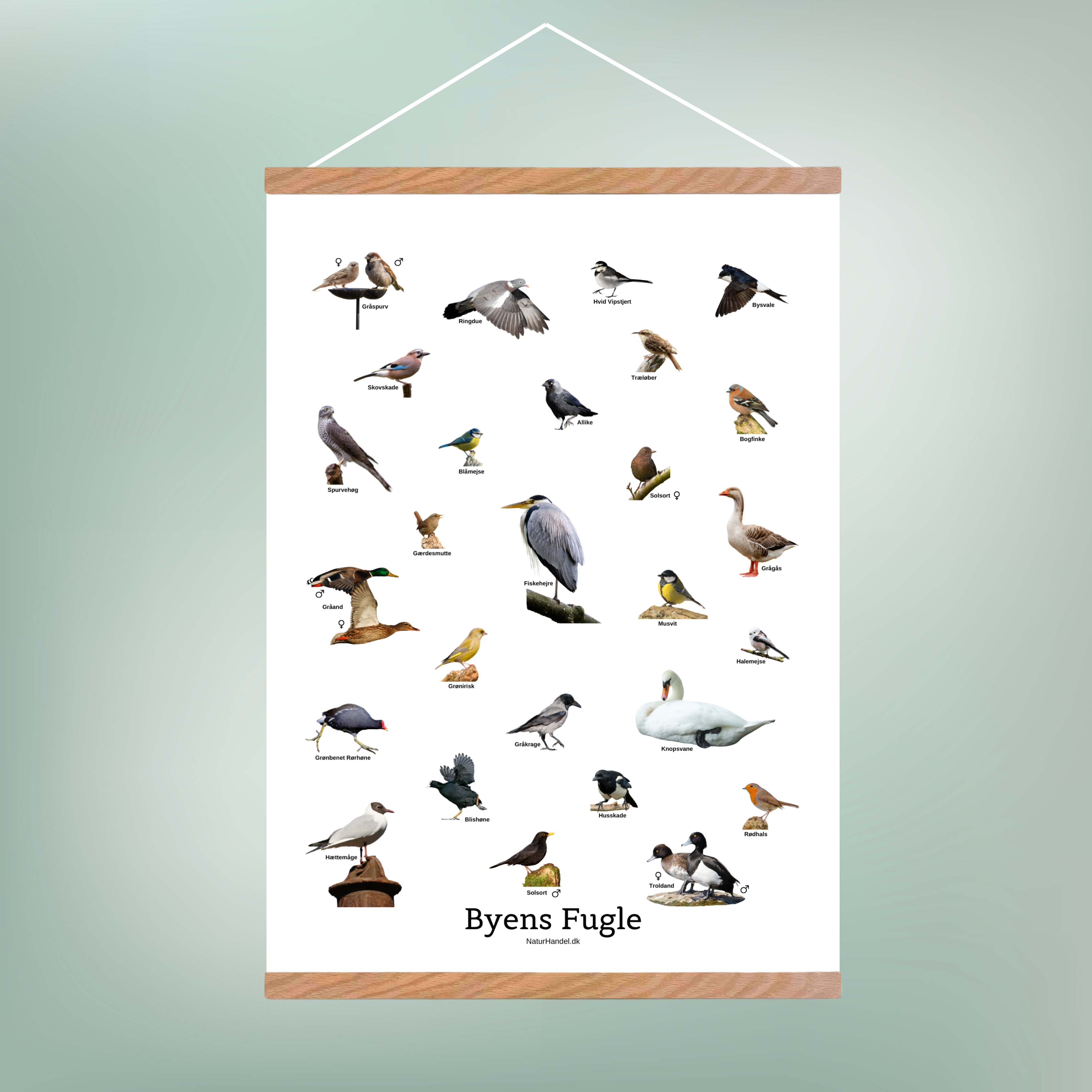 Byens Fugle Plakat