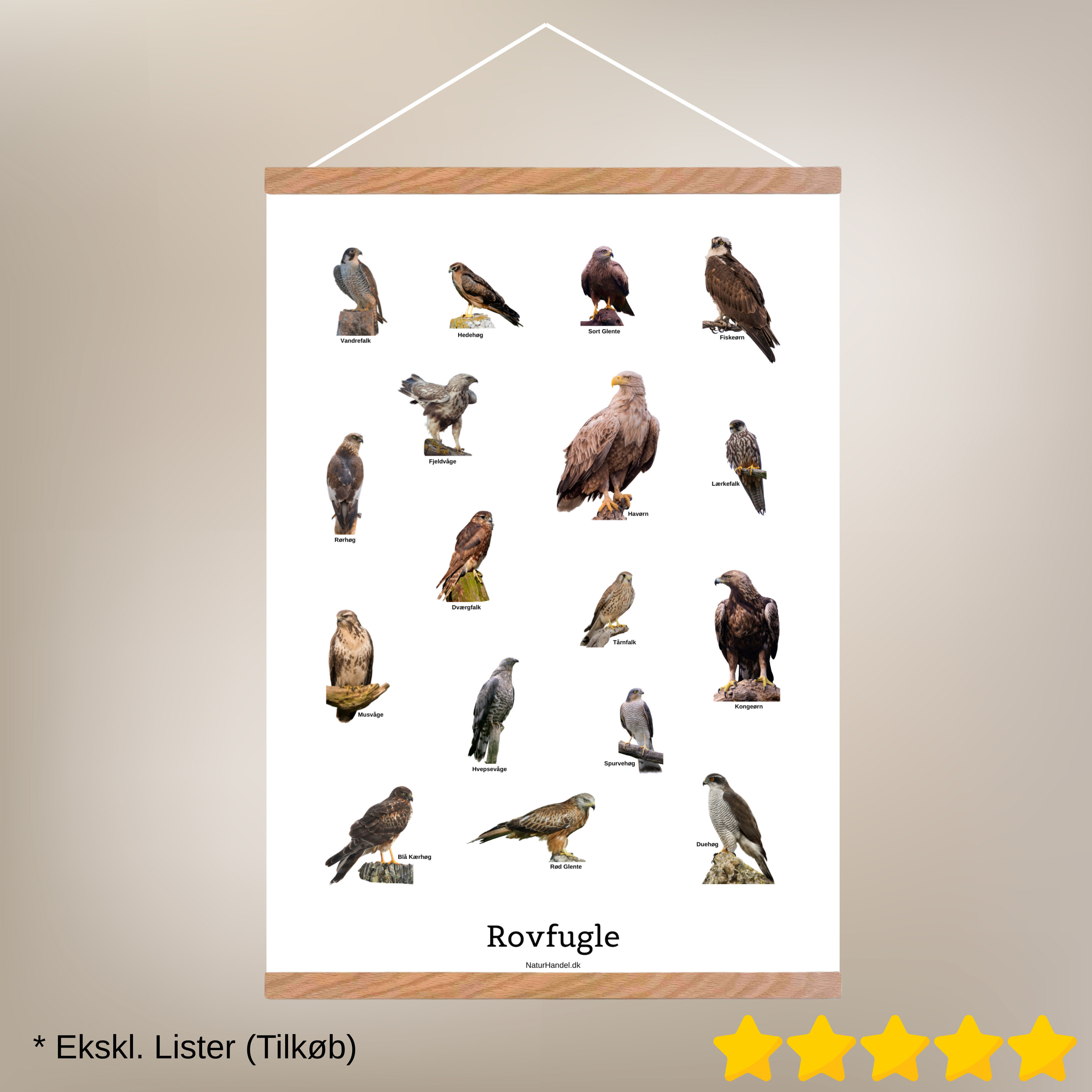 Siddende Rovfugle Plakat