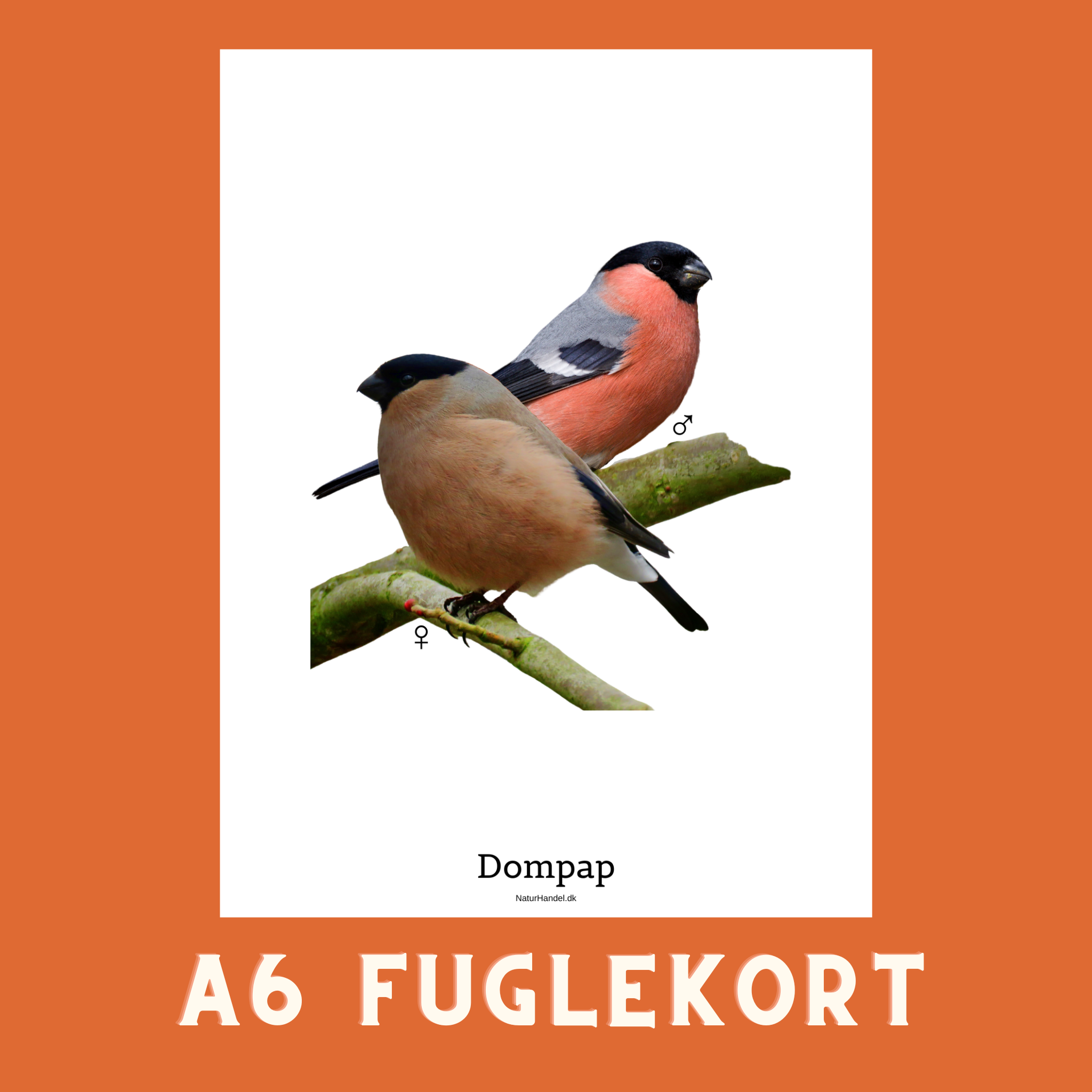 DOMPAP A6 FUGLEKORT - PR. STK.