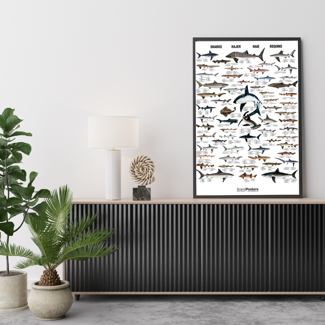 Hajplakat 70x100