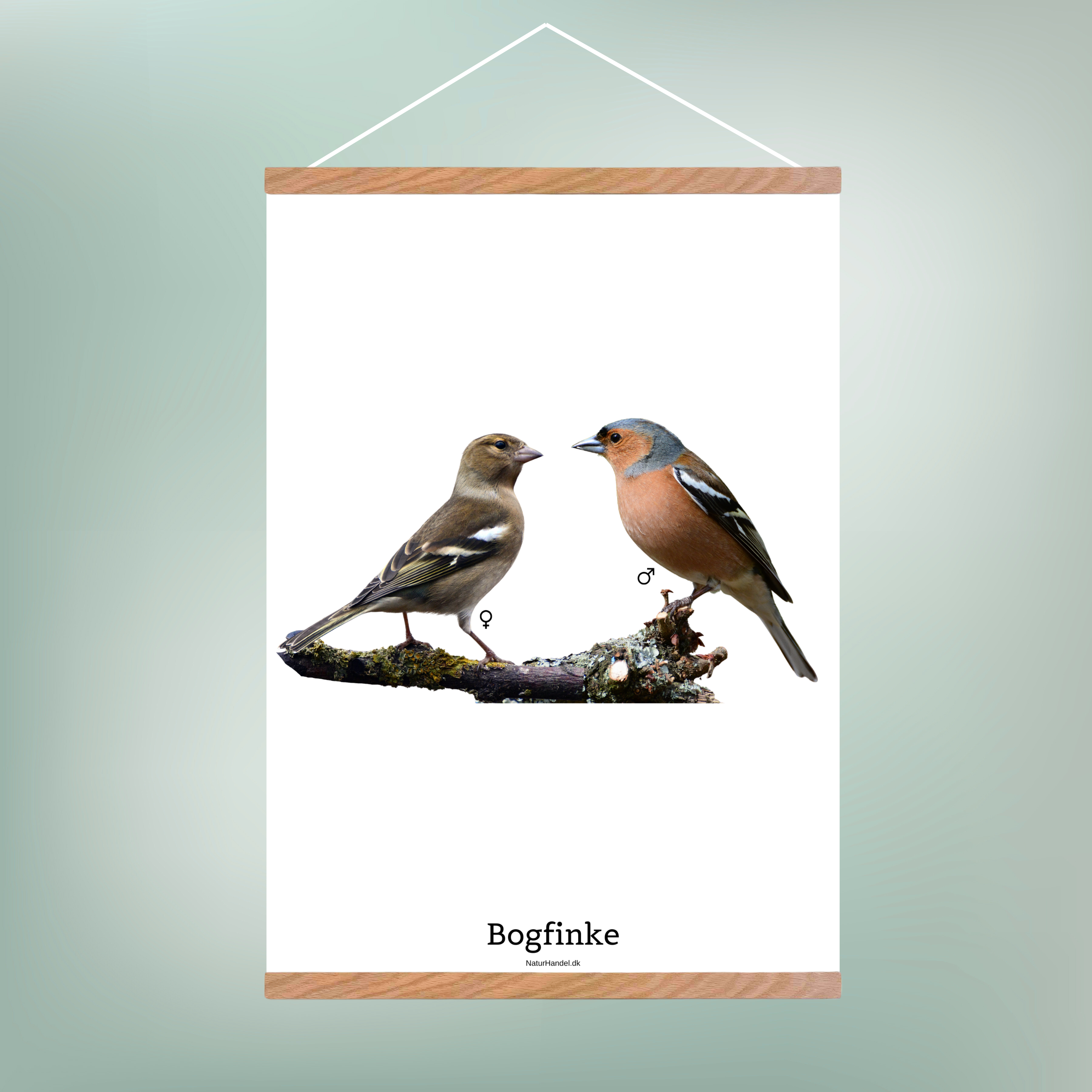 Bogfinke