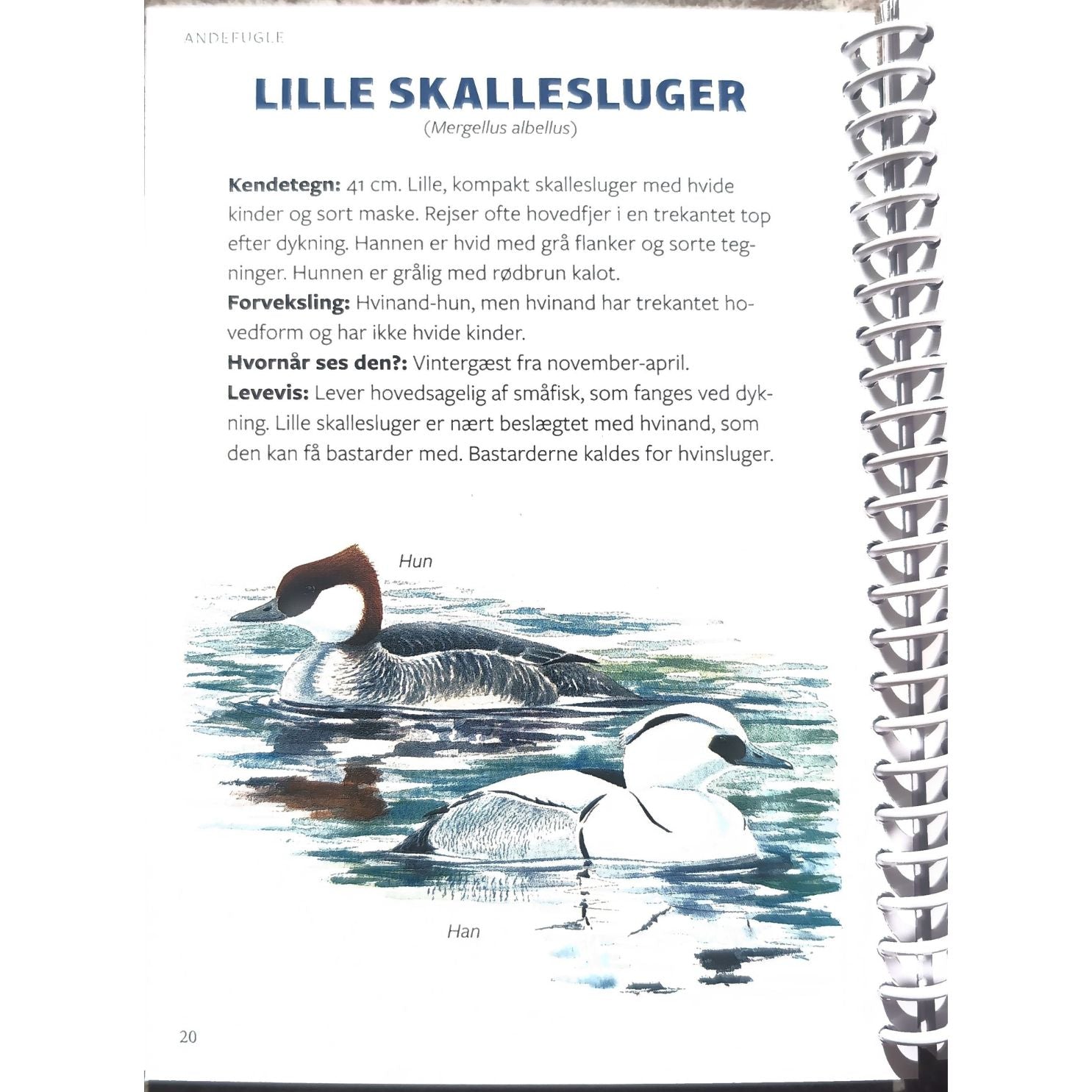 Lommeguide: Fugle ved kyst og strand