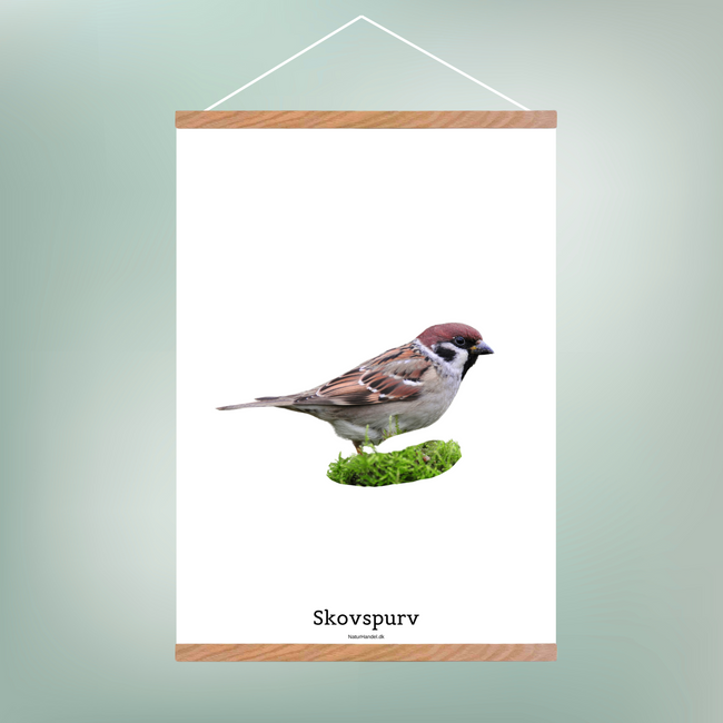 Skovspurv