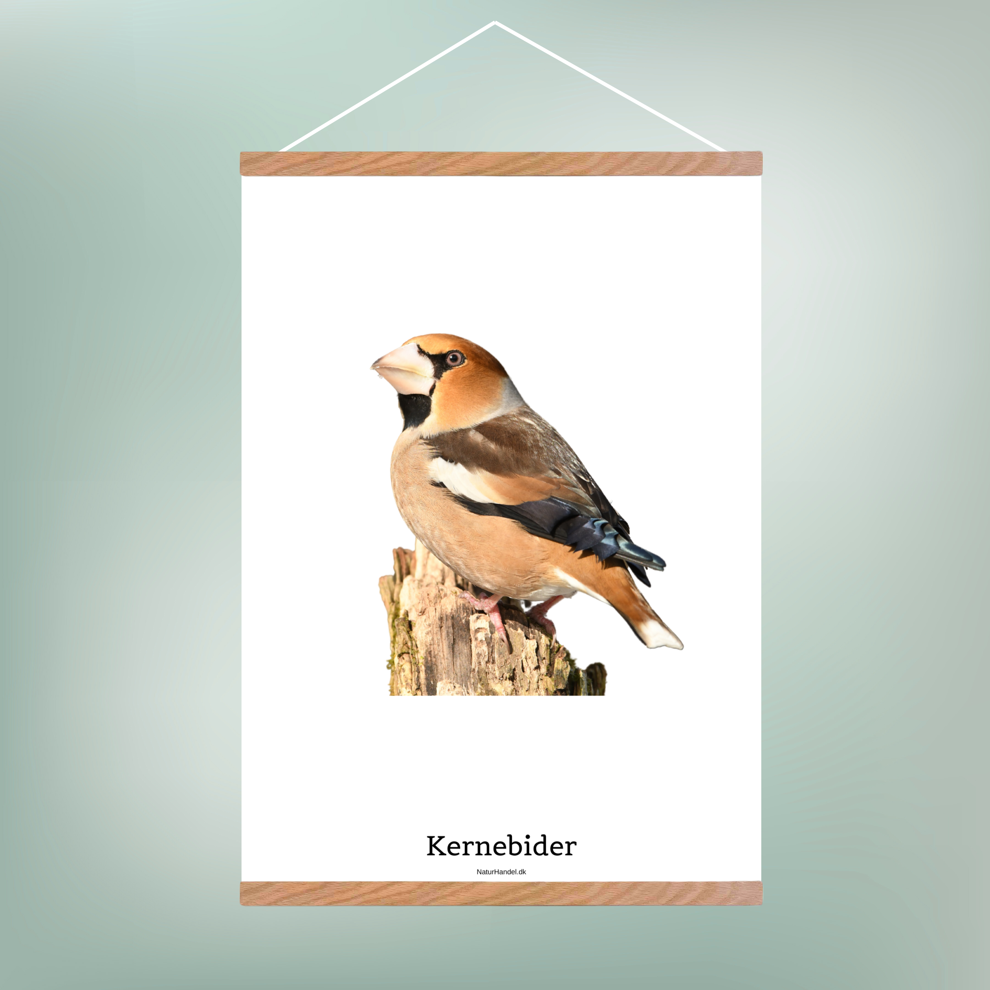 Kernebider