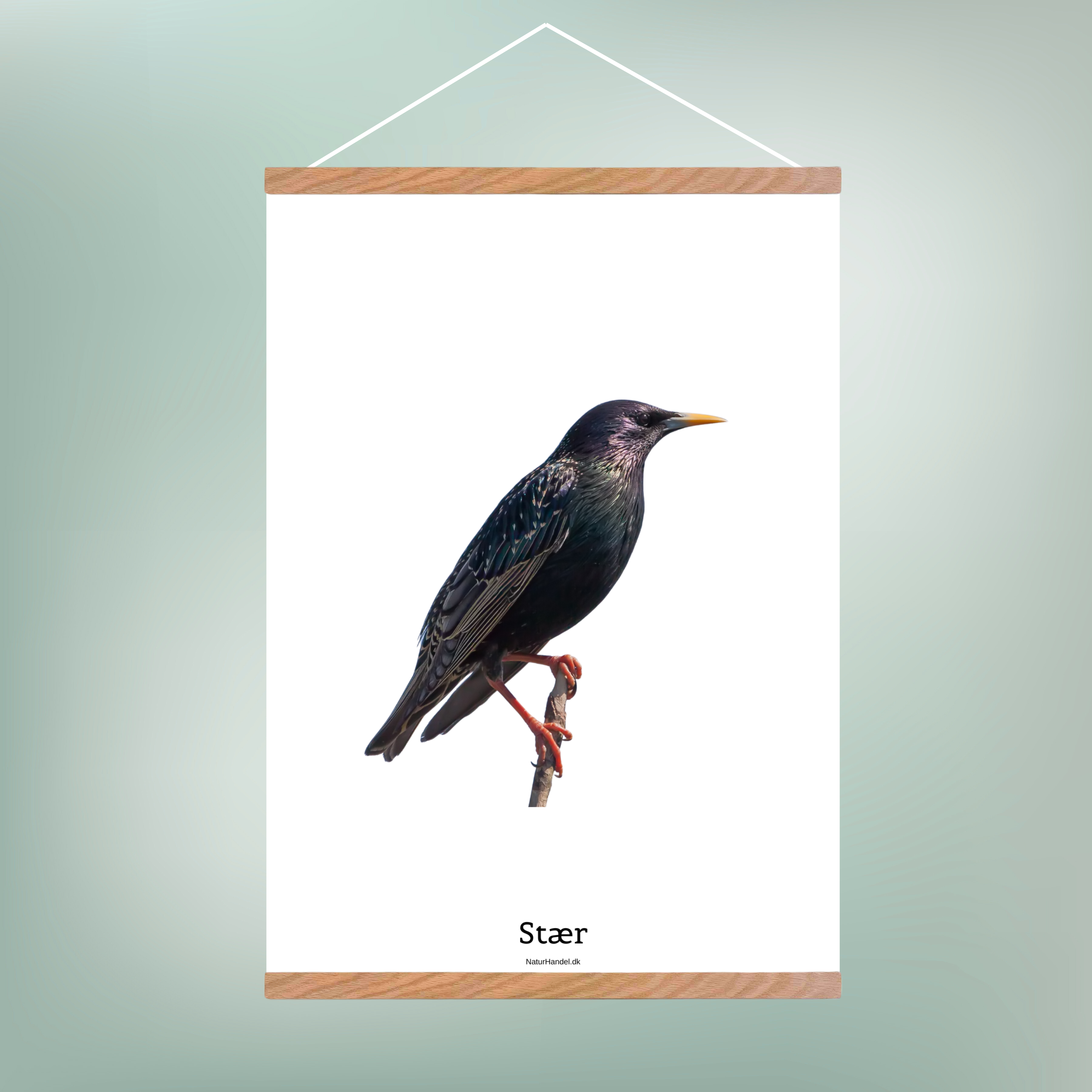 Stær