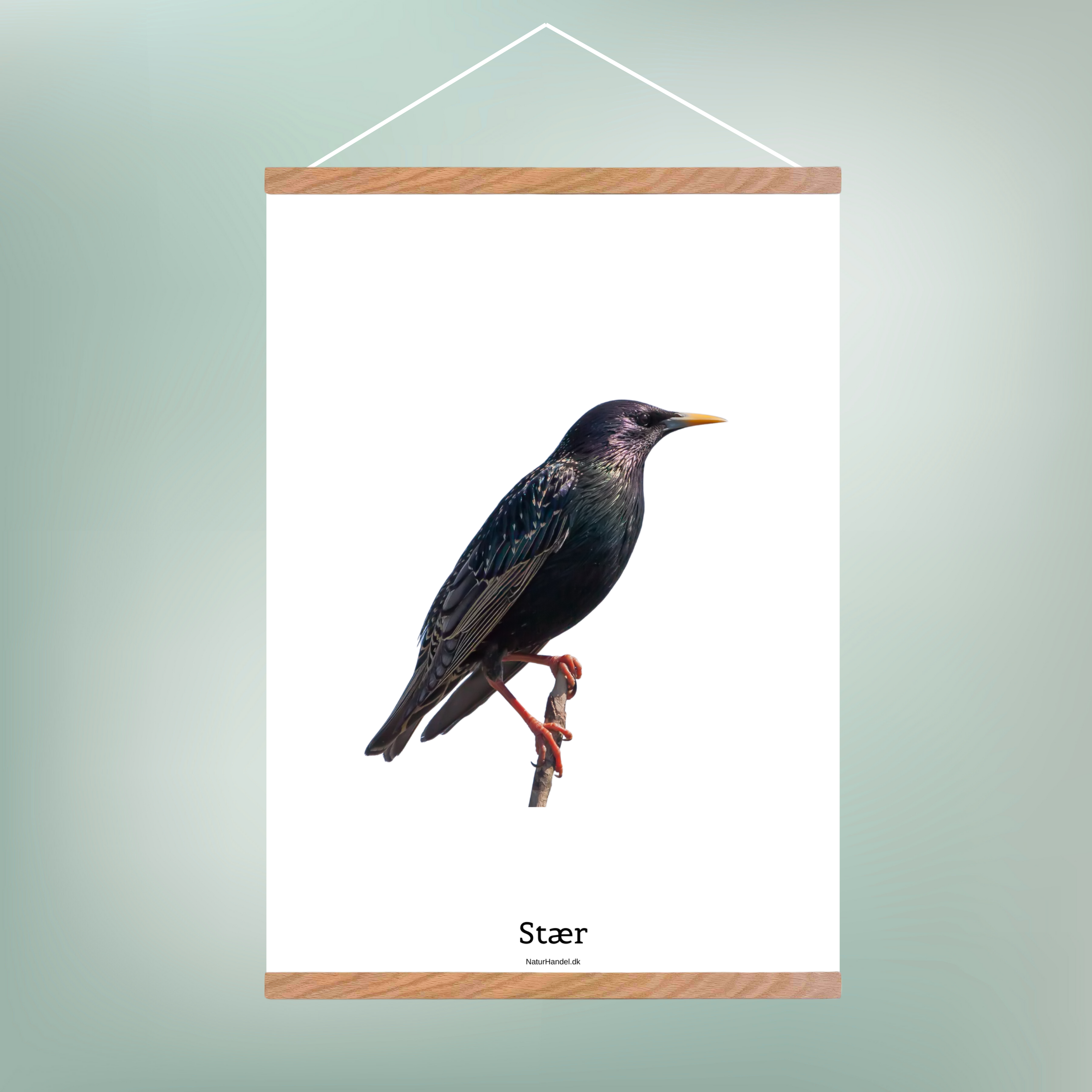 Stær