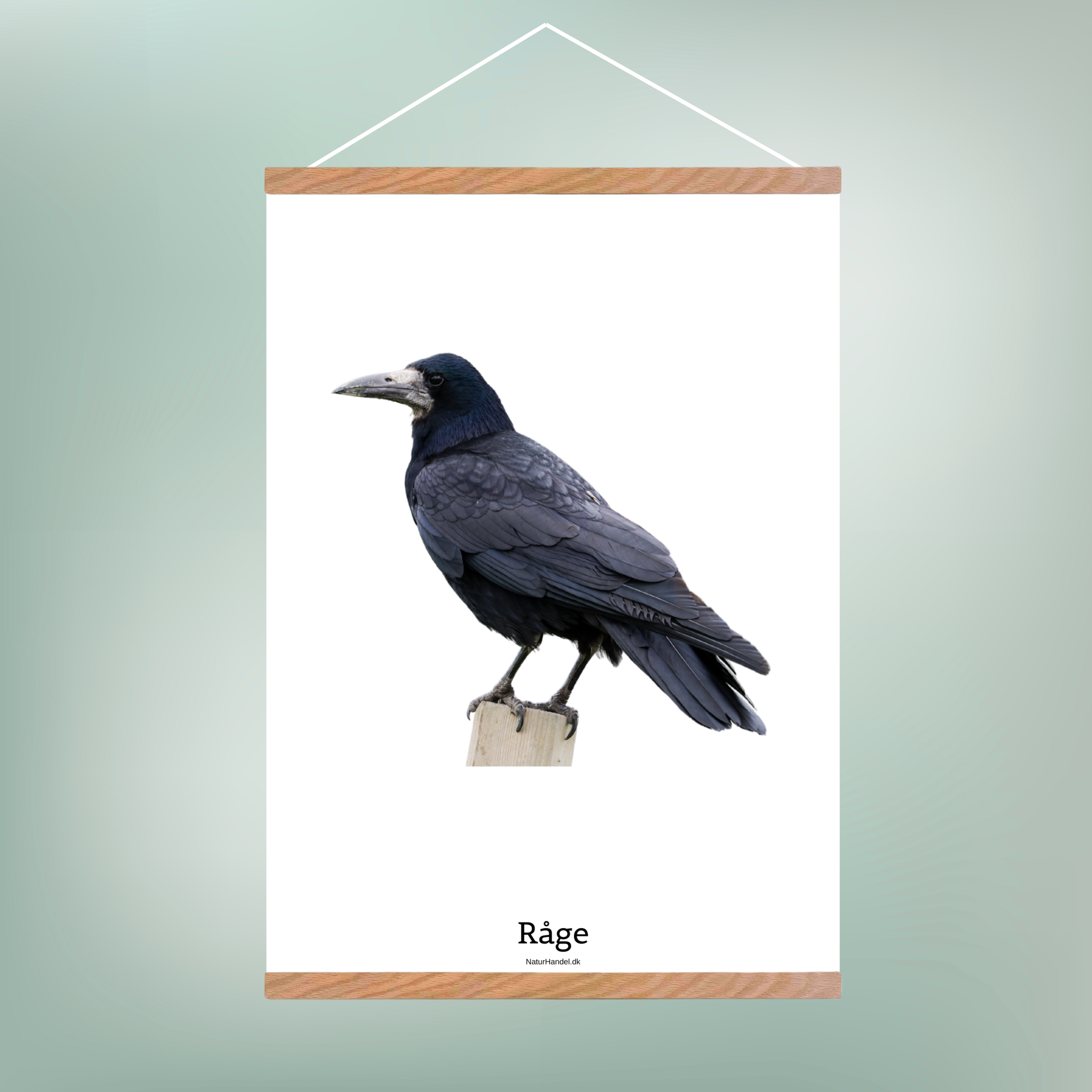 Råge