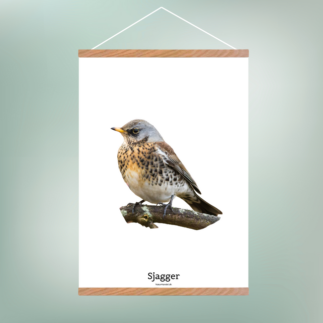 Sjagger