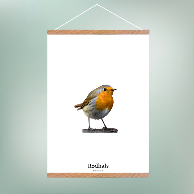 Rødhals