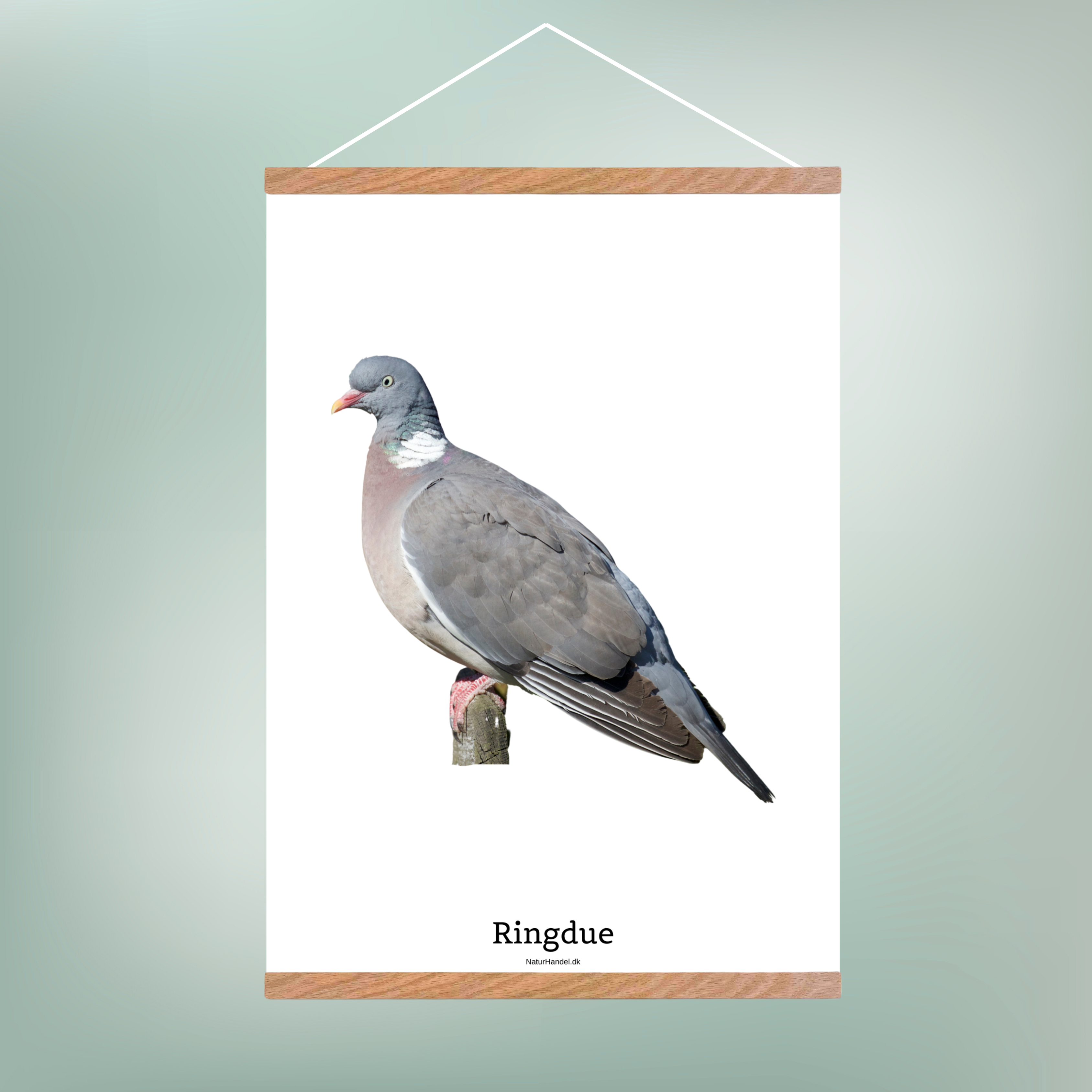 Ringdue