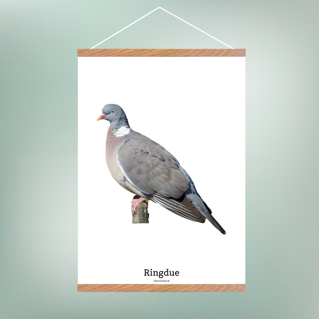 Ringdue