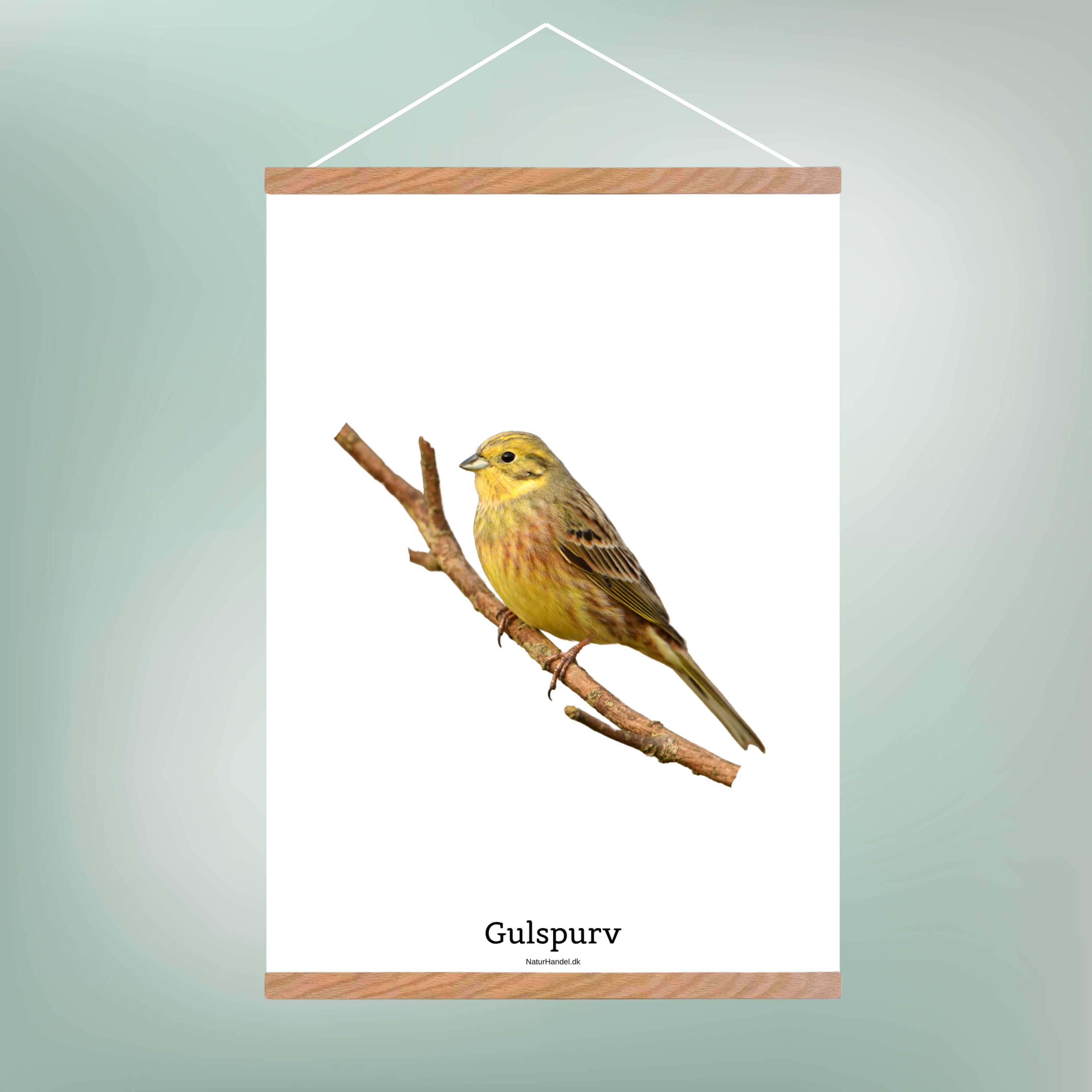 Gulspurv