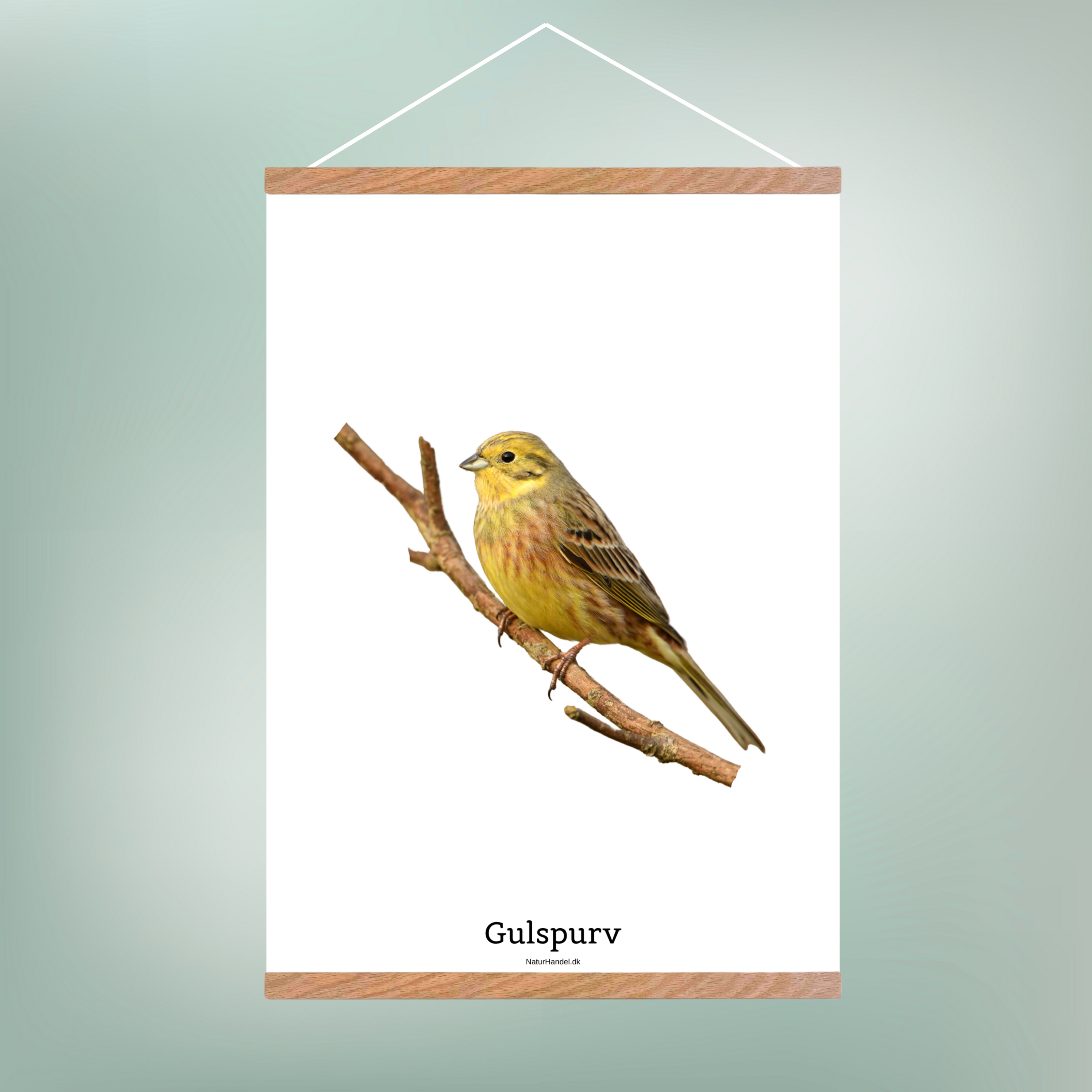 Gulspurv