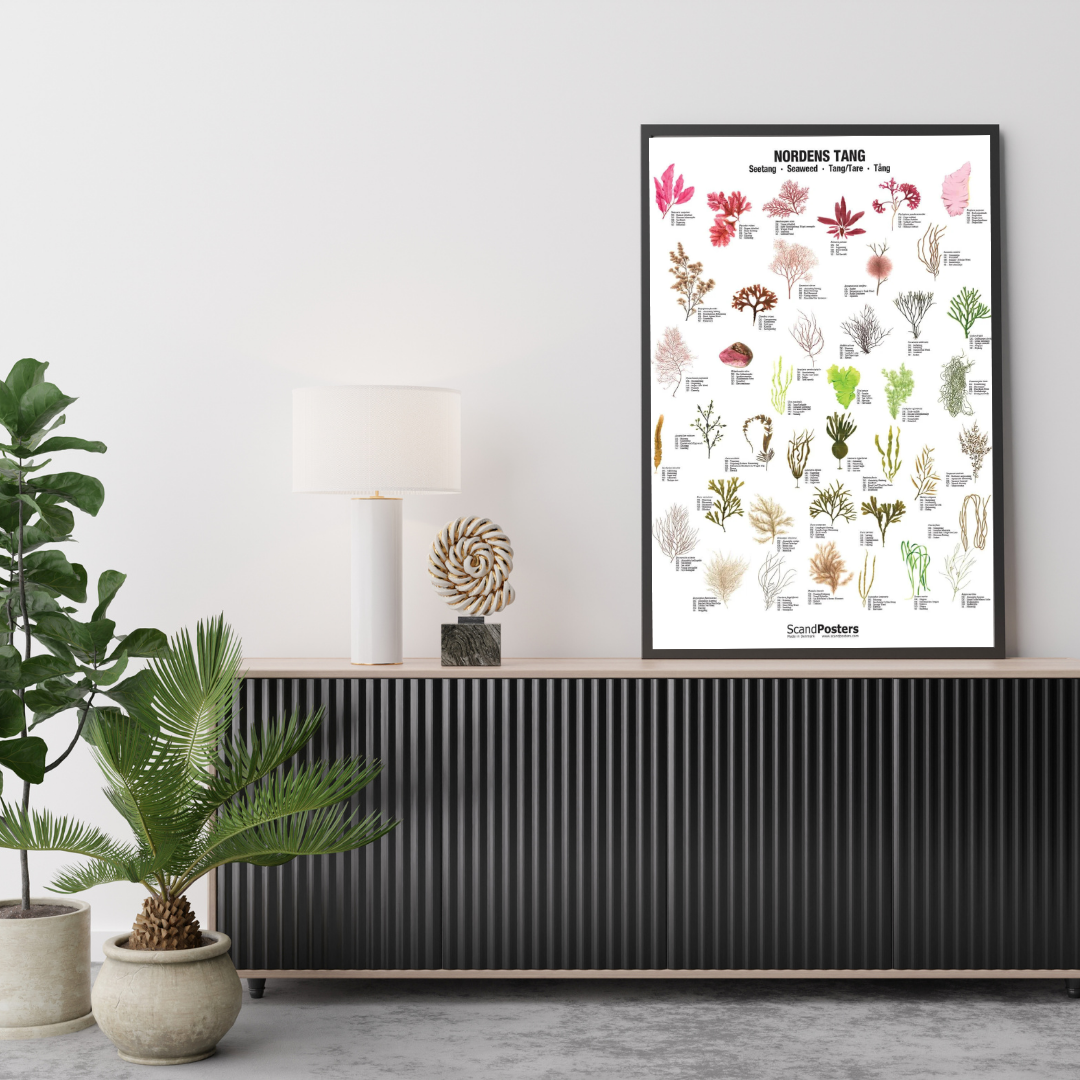 Nordens Tang Plakat 70x100