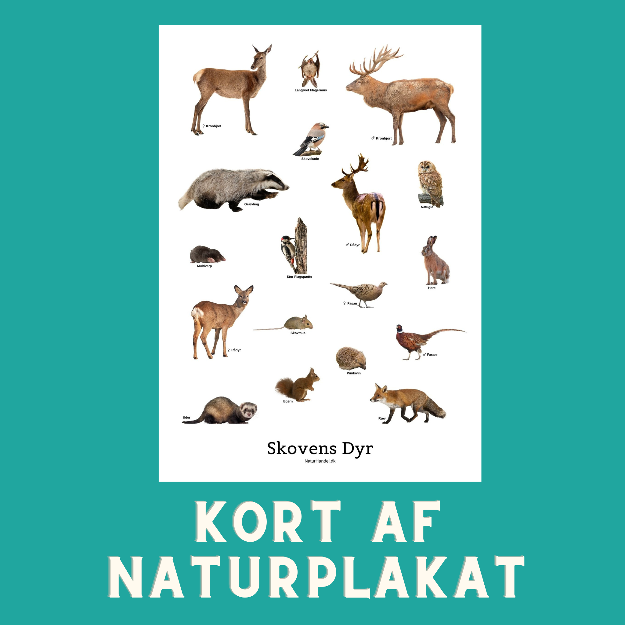 SKOVENS DYR A6 KORT