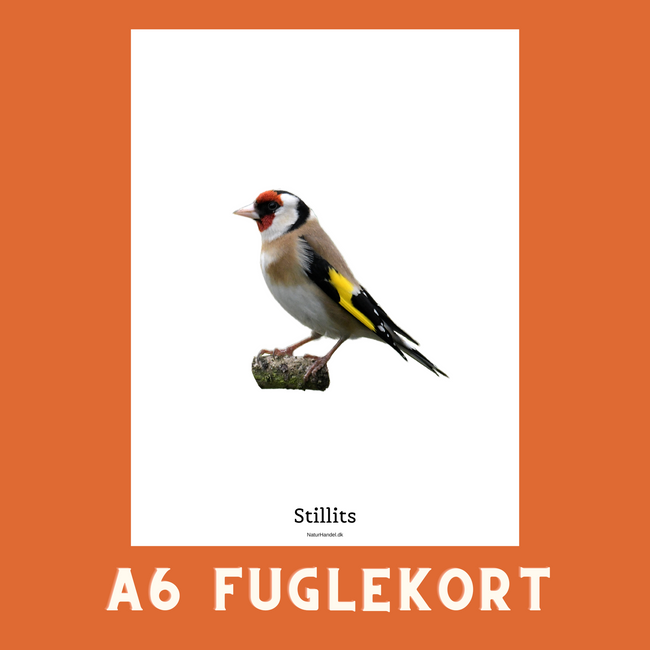 STILLITS A6 FUGLEKORT - PR. STK.