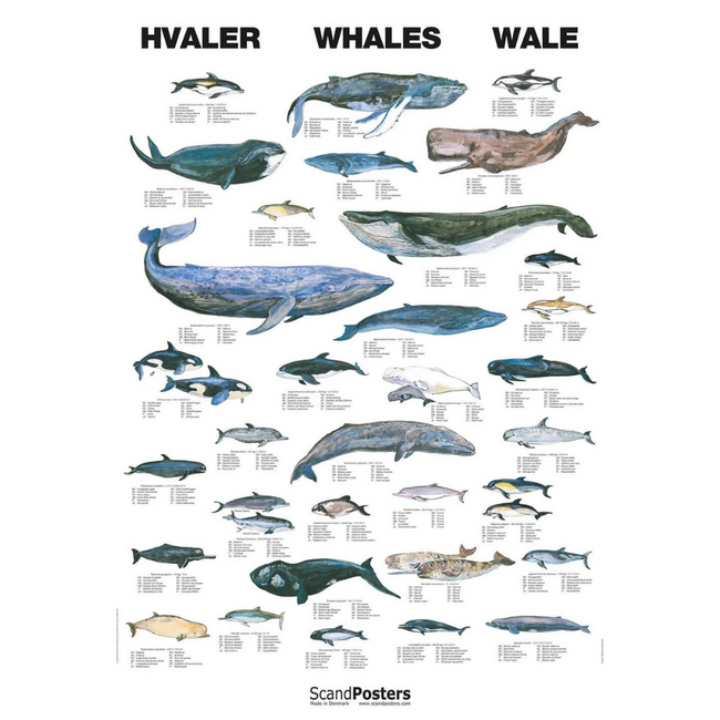 Hvalplakat 70x100