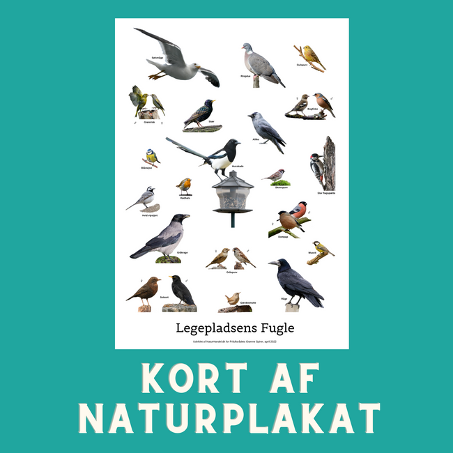 LEGEPLADSENS FUGLE A6 KORT