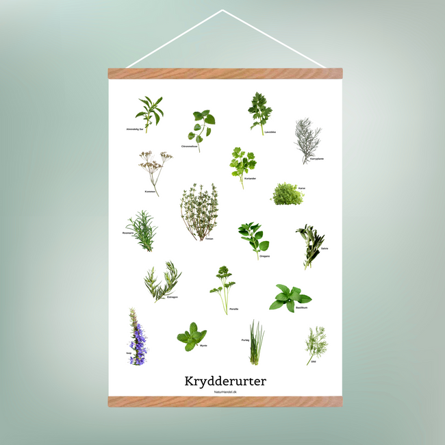 Krydderurter Plakat