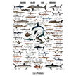 Hajplakat 70x100