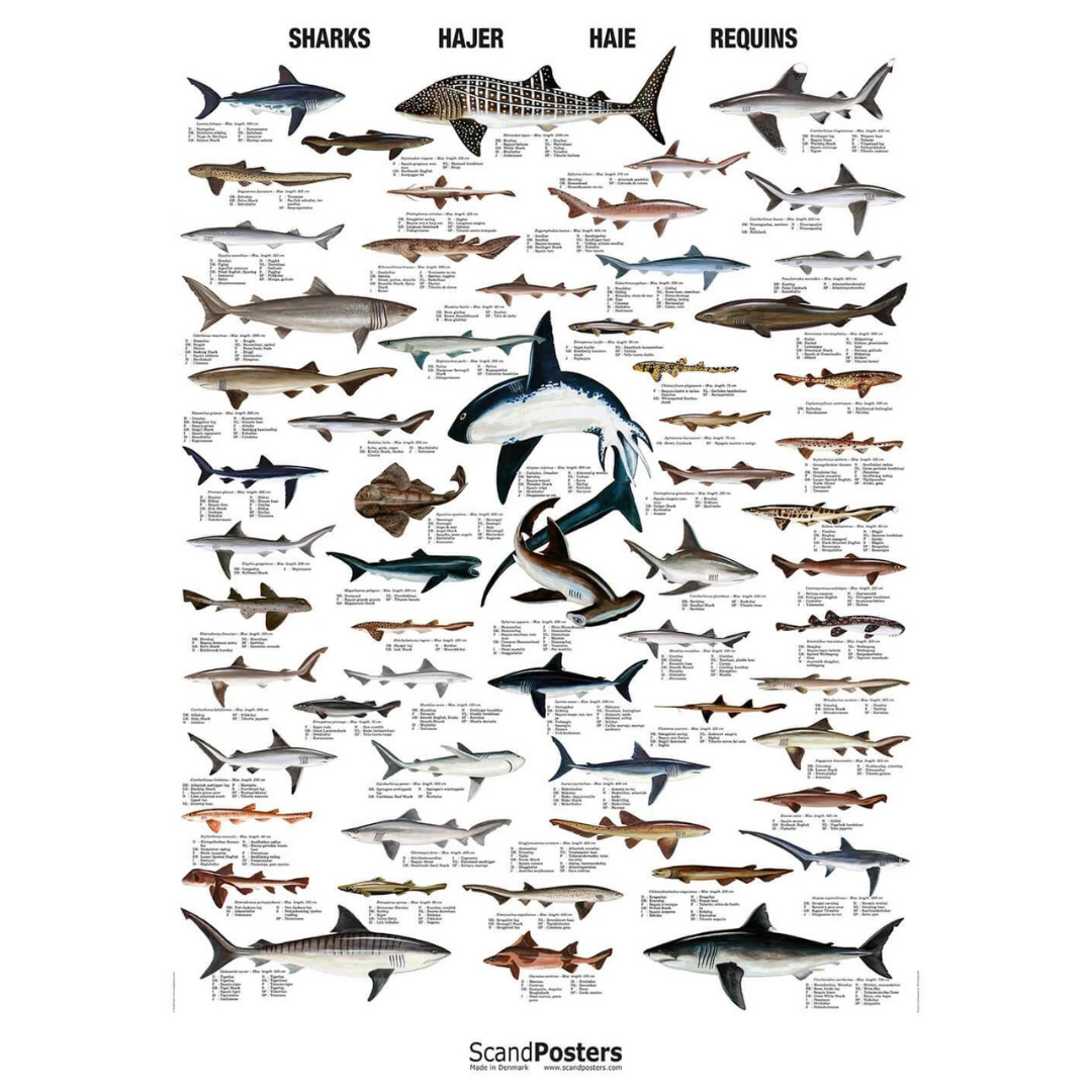 Hajplakat 70x100