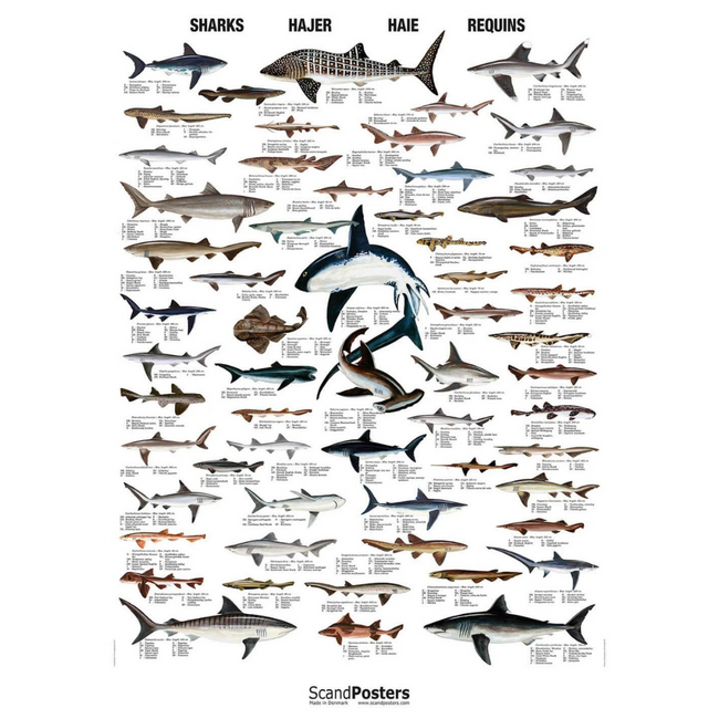 Hajplakat 70x100