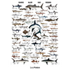 Hajplakat 70x100
