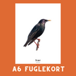 STÆR A6 FUGLEKORT - PR. STK.