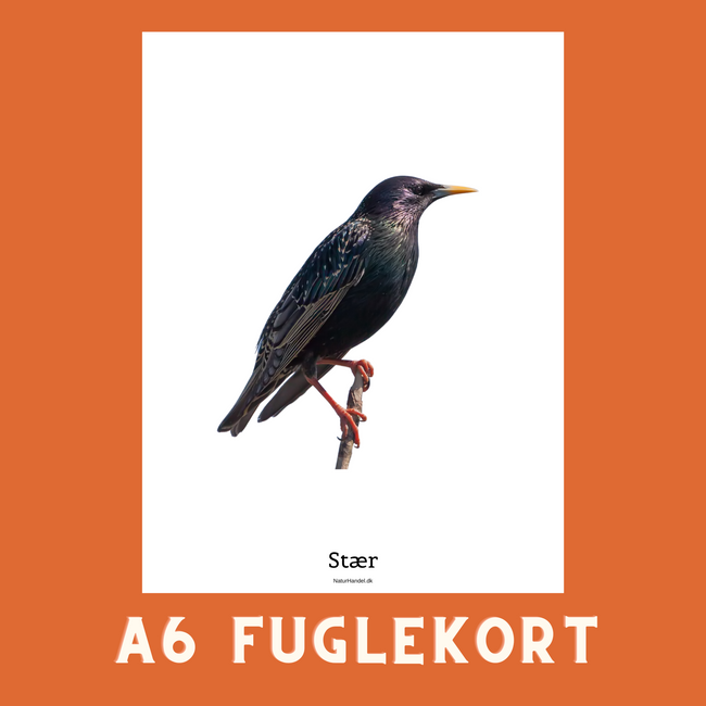 STÆR A6 FUGLEKORT - PR. STK.